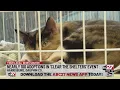 Success Nearly 100 adoptions in Harrisburg Clear The Shelters event