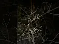 The branches are frozen