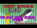 Download Lagu BURUNG GACOR..SUARA BURUNG CENDET MATAHARI  ..  ISIAN BURUNG OCEHAN