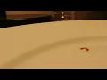Marquis reagent test on specimen presumably Methamphetamine Harm reduction always test Know your