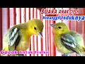 Download Lagu ANAKAN SIRTU...‼️Suara Anakan Cipoh / Sirtu Cocok Untuk Memanggil Induknya