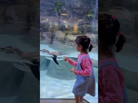 Pinguin Jakarta Aquarium #jakartaaquarium