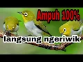 Lagu terapi pleci ombyokan  AMPUH PANCING BUNYI DAN BUKA PARUH