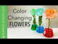 Color Changing Flowers Experiment Biology