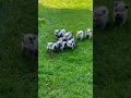 Download Lagu Cute baby Pigs😍 #pig  #cute