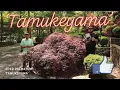 Acer Palmatum Tamukeyama Heat Tolerant Weeping Red in the Garden - Japanese Maples