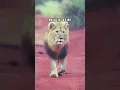 Download Lagu Walk like a king 🦁🔥 || Attitude status || Motivational Status #shorts #inspirationalquotes MP3