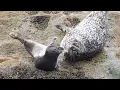Seals Having a Slap Fight