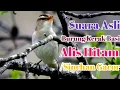 Download Lagu Suara Asli Burung Kerak Basi Alis Hitam/Sinchan Gacor#Kerakbasialishitam#Masterankerakbasi