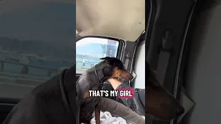 #Fyp #dream #doberman #pets #youtube