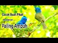 Download Lagu Suara Pikat/Masteran Burung Kehicap Ranting/Slendang Biru