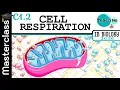 C1 2 - Cellular Respiration Masterclass