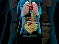 Human Body Internal Organs Animation