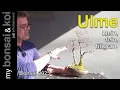 Download Lagu Bonsai 2025-28 - Ulme - Ulmus - Doppelt gemoppelt hält besser!