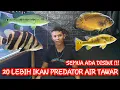 Download Lagu 10 JENIS IKAN PREDATOR/JENIS JENIS IKAN PREDATOR UNTUK PEMULA...