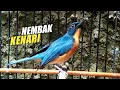 Download Lagu BURUNG TLEDEKAN BAKAU GACOR NYULING ISIAN KENARI