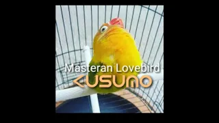 Download Masteran Suara Jernih Lovebird Kusumo dengan speed rendah. MP3