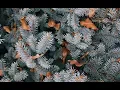 Download Lagu Classical Christmas Piano [No Copyright Sound] [FREE USE MUSIC] - Winter Joy - Keys of Moon Music