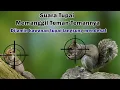 Download Lagu Suara Pikat Bajing Kelapa Paling Ampuh MP3 8 Jam Non-Stop - Pemanggil Tupai Terbaik \u0026 Terbukti Ampuh