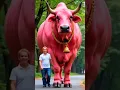 Download Lagu BIG OX/COW/BULL 🐂🐄🐃 #shorts #trending #ox #cow #bull #ai