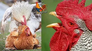 صوت الديك ينادي الدجاج للتزاوج دندنها