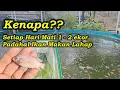 Download Lagu Setiap hari pasti ada yang mati, kenapa? Padahal ikan lahap dan sehat