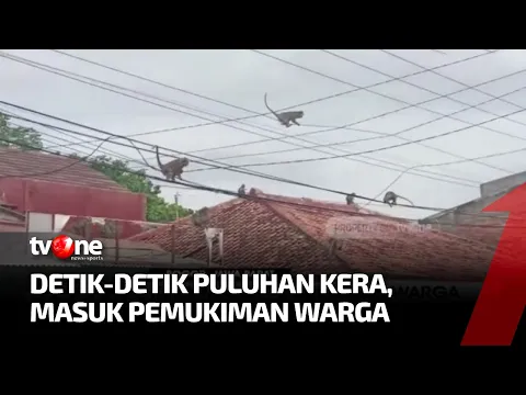 Terganggu Aktivitas Di Gunung Kapur, Puluhan Kera Masuk ke Permukiman Warga