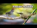 Download Lagu Masteran Prenjak vs Ciblek super gacor