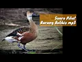 Download Lagu SUARA PIKAT BURUNG BELIBIS mp3