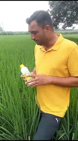 यमुनानगर के किसान के खेतों में कैसे लहराई फसल  | वनइंडिया हिंदी
