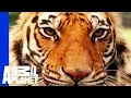 Download A Bear, Lion and Tiger Form an Inseparable Trio mp4 3gp mp3 videos - waplic