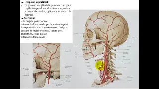 VÍDEO AULA DE ARTÉRIAS DA CABEÇA