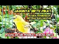 Lagu SUARA SIRTU BETINA BIRAHI MEMANGGIL JANTAN, MASTERAN PIKAT paling jitu @srfchannel3881 
