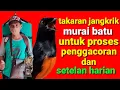 takaran jangkrik untuk murai batu yang baik dan benar