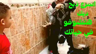 اسرع ذبح ديك  اسرع ذبح ديك