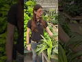 Best Easy Care Houseplants from Hicks Nurseries