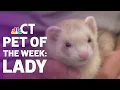Pet of the Week Lady
