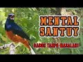 Terapi Mental Murai Batu 30 Menit   Suara Alam Bikin Mental Kembali Stabil! - Mental Juara