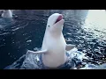 Georgia Aquarium Aqua Pass