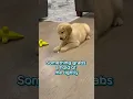 Download Lagu Vanilla Ice Ice Baby 🧊🧊- Golden Retriever Edition! 90s music #shorts  #puppy  #90s #dog