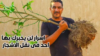 حتى لا تفقد اشجارك تعلم اسرار نقل اى شجرة بدون اى خطأ والموعد المخصص للنقل بطريقة صحيحة 