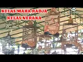 Download Lagu KELAS NERAKA TIKET 1.100.000 DI PIALA RADJA 2025 ANIS MERAH (KELAS MAHA RADJA)