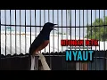 Download Lagu murai batu gacor AMPUH buat PANCINGAN murai batu agar bunyi JADIKAN burung murai gacor EMOSI NYAUT