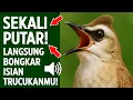Lagu Masteran trucukan gacor ngalas tarung ropel paling bagus untuk pancingan trucukan agar bunyi nyaut