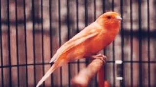 masteran murai batu tengkek buto vs kenari