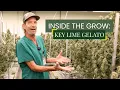 Inside the Grow How Key Lime Gelato is Brought to Life