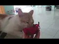 Cat eating dragon fruit