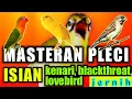 MASTERAN PLECI isian kenari, blackthroat dan lovebird mempercepat pleci buka paruh.