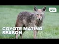 Coyote sightings increase in Michigan as breeding season leads to more suburban encounters