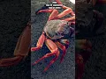 Download Lagu Crabs have an “exoskeleton” made of chitin. It protects their soft tissue #shorts